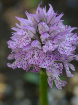 Orchis tridentata / Dreizähniges Knabenkraut BF