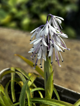 Ypsilandra thibetica - Botanische Rarität