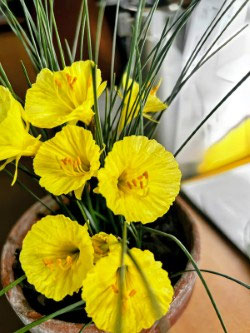 Narcissus bulbocodium romieuxii 'Julia Jane' bei 2 Stück 10 €