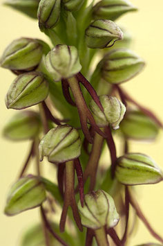 Aceras anthropophorum JPF- Menschentragender Ohnsporn