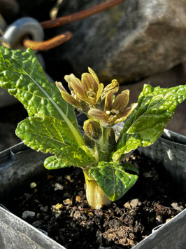 ProduktnameMandragora officinarum / Die Gemeine Alraune – Harry Potters beliebte Zauberpflanze Botanische Rarität