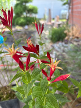 Spigelia marilandica (Amerikanischer Feuerenzian) im 9 cm Topf