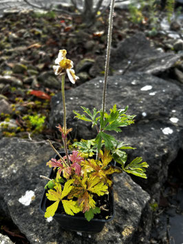 Anemone sylvestris `Grandiflora`