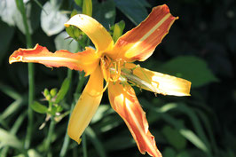 Taglilie, Gelb-Rostrote (Hemerocallis Hybr.)