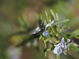 Ring Tautropfen aus Sterlingsilber und Mondsteinkugel, Grösse 16/56, Nr. A85