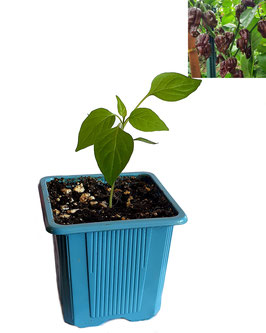 Plant de piment Jamaican Hot Chocolat - Bio