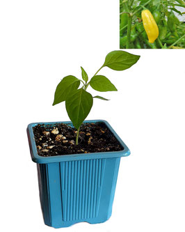 Plant de piment Aji Lemon Drop - Bio