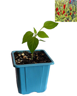 Plant de piment Serrano - Bio
