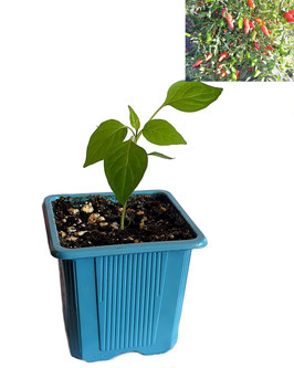 Plant de piment Jalapeño - Bio