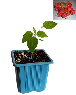 Plant de piment Trinidad Moruga Scorpion - Précommande Vague 5