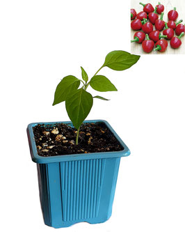 Plant de piment Cherry Bomb - Bio