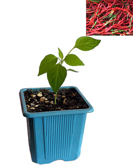 Plant de piment Corne Longue de Guizhou - Précommande Vague 5