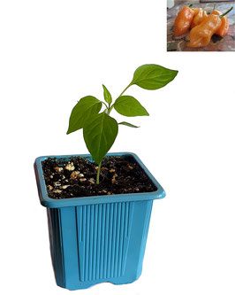 Plant de piment Habanero Orange - Bio