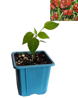 Plant de piment Habanero Chocolat - Précommande Vague 5