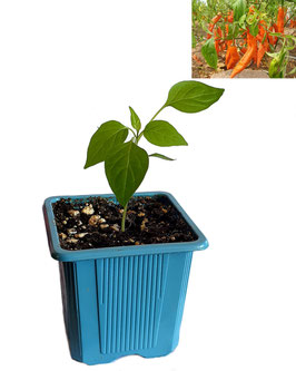 Plant de piment Costeño Amarillo - Bio