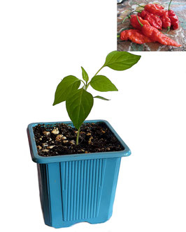 Plant de piment Bhut Jolokia Rouge - Bio