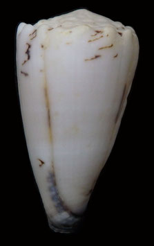 Conus vidua cuyoensis  47.4mm F++