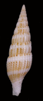 Vexillum jackylenae  33.4mm F+++