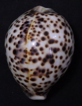 Cypraea tigris  pardalis  75mm F+++