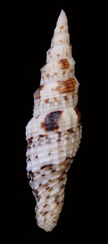 Vexillum (Costellaria) mirabile  58.5mm F+++