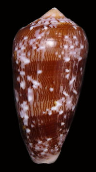 Conus floccatus  63.1mm F+++