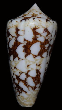 Conus ammiralis  67.5mm F+++