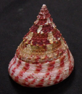 Tectus conus   47.6mm F+++