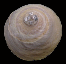 Xenophora   indica  71mm F+++
