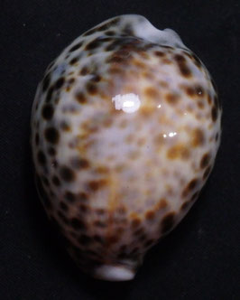 Cypraea tigris  55.1mm F+++