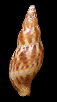 Pisania ignea 34.1mm F++