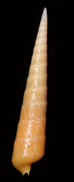Terebra succinea  63.9mm F+++