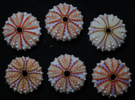 Coelopleurus maculatus  37.1mm - 39mm F+++,