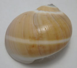 Natica  vitellus  38.4mm F+++, sea shell ,,