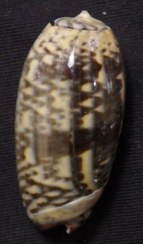 Oliva keenii  36.2mm F+++