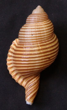 Cymatium Gelagna succincta  64.6mm F+++