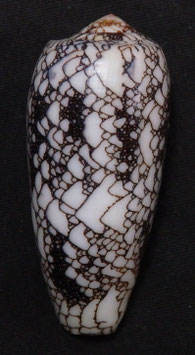 Conus omaria  57.7mm F+++