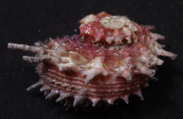 Angaria aculeata   34.7mm F++