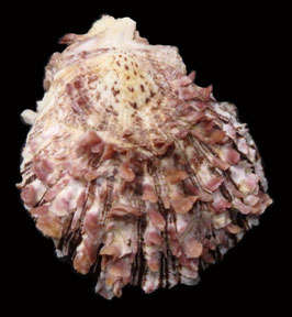 Spondylus squamosus  73.9mm F+++