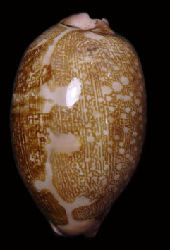 Cypraea mappa 54mm F+++