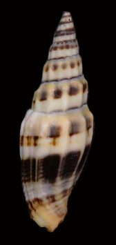 Vexillum flaveoricum  49.3mm F++