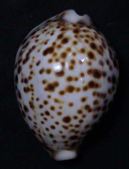 Cypraea tigris  pardalis  81.4mm F+++