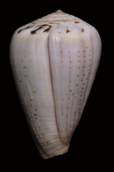 Conus glaucus  48.5mm F+++