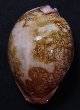Cypraea mappa 71.8mm F+++
