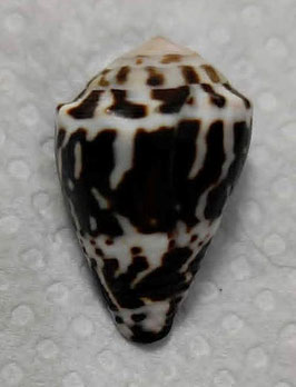 Conus chaldaeus  27.7mm F+++