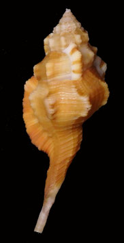 Ranularia testudinarium  91.5mm F+++