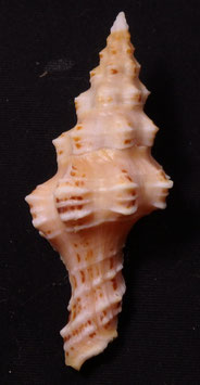 Fasciolariidae - Hemipolygona  recurvirostris  65.2mm F+++ , sea shell