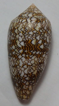 Conus textile  81mm F+++