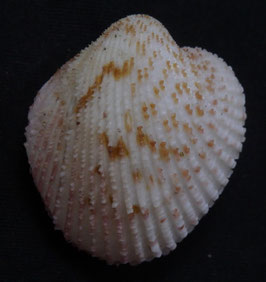 Centrocardita sagamiensis  34.6mm F+++ big size