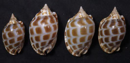 Phalium areola   40mm-49mm F++/F+++