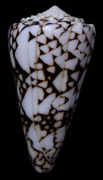 Conus bandanus  93.1mm F+++